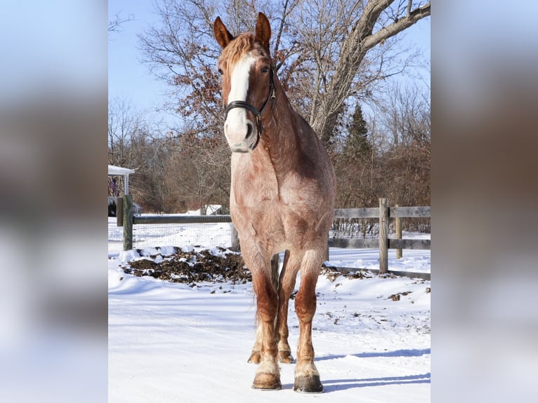 Koń pociągowy Mix Wałach 7 lat 160 cm Kasztanowatodereszowata in Howell