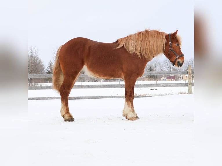 Koń pociągowy Wałach 7 lat 165 cm Ciemnokasztanowata in Howell