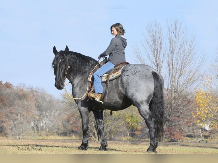 Koń pociągowy Mix Wałach 7 lat 168 cm Karodereszowata in Holmen