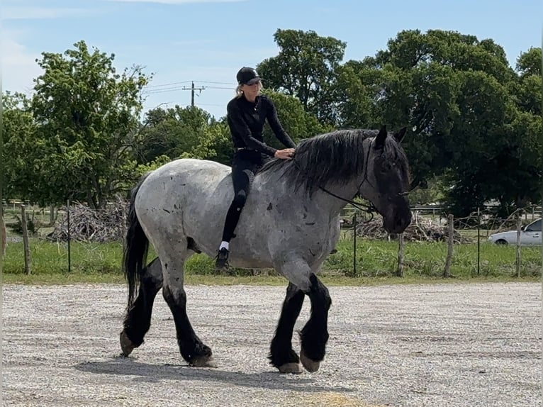 Koń pociągowy Mix Wałach 7 lat 173 cm Karodereszowata in Weatherford