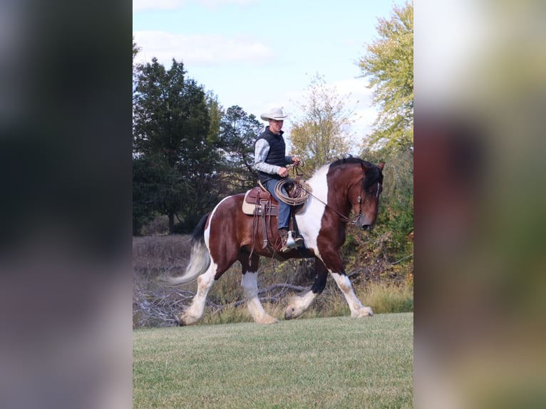 Koń pociągowy Mix Wałach 7 lat 173 cm Srokata in Howell