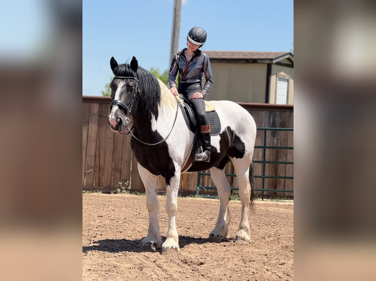Koń pociągowy Wałach 7 lat 173 cm Tobiano wszelkich maści in Crescent, OK