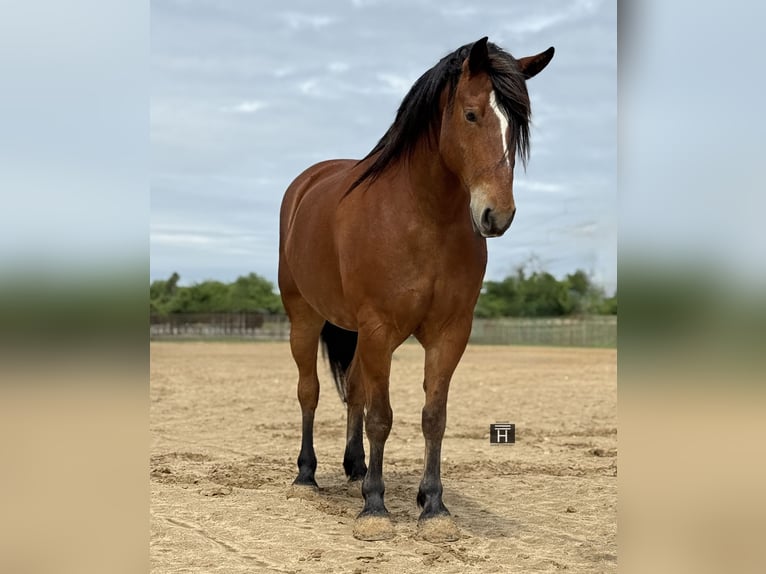 Koń pociągowy Mix Wałach 7 lat Gniada in Weatherford, TX