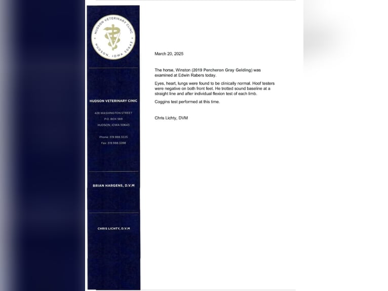 Koń pociągowy Wałach 7 lat Siwa in Fairbank IA