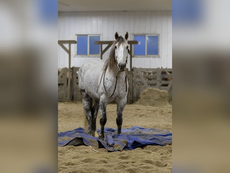 Koń pociągowy Mix Wałach 7 lat Siwa in Hastings