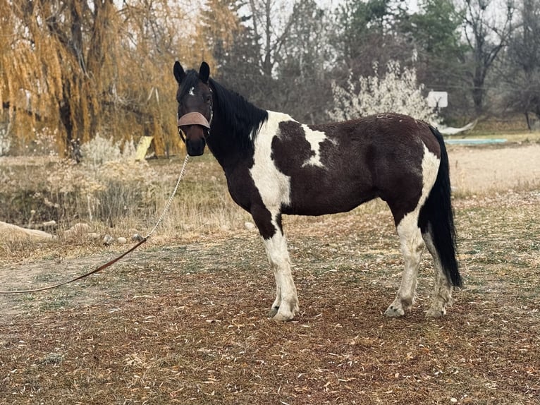Koń pociągowy Wałach 7 lat Tobiano wszelkich maści in Fort Collins