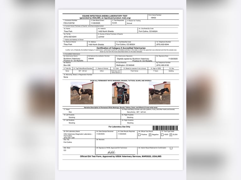 Koń pociągowy Wałach 7 lat Tobiano wszelkich maści in Fort Collins