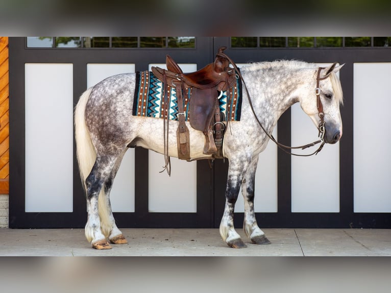 Koń pociągowy Mix Wałach 8 lat 142 cm Siwa in Shipshewana