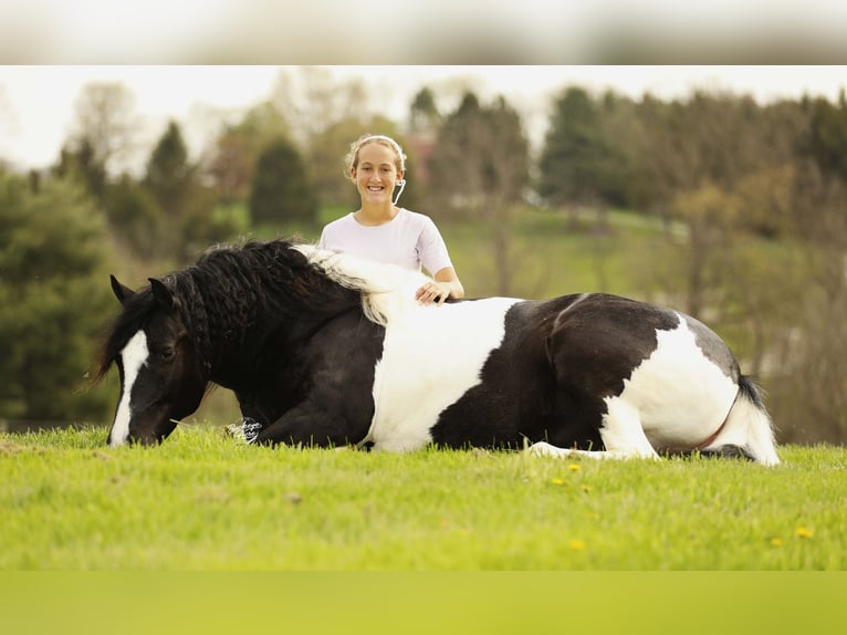 Koń pociągowy Mix Wałach 8 lat 145 cm Tobiano wszelkich maści in Millersburg