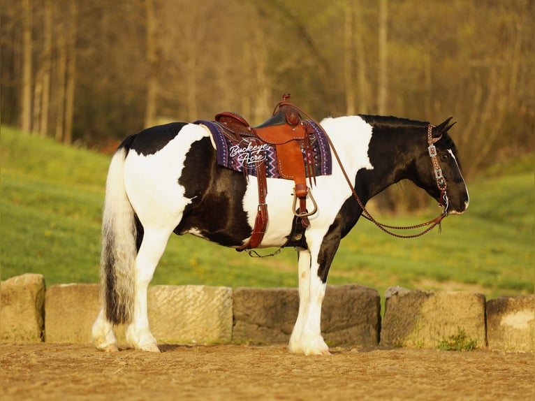 Koń pociągowy Mix Wałach 8 lat 145 cm Tobiano wszelkich maści in Millersburg