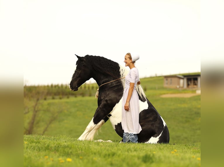 Koń pociągowy Mix Wałach 8 lat 145 cm Tobiano wszelkich maści in Millersburg