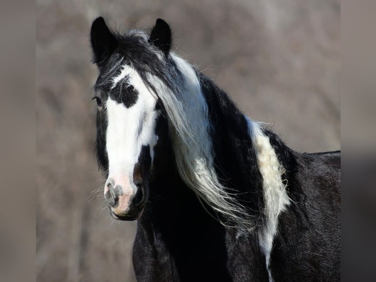 Koń pociągowy Wałach 8 lat 147 cm Tobiano wszelkich maści in Mount vernon KY
