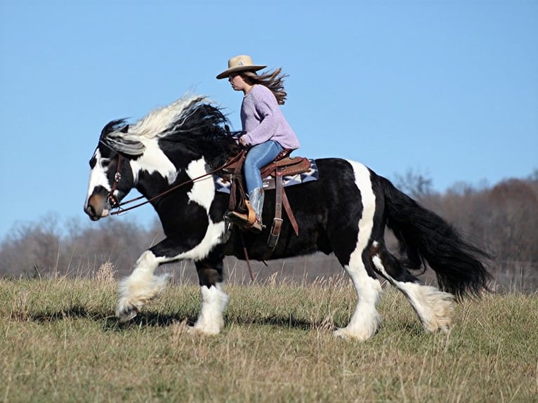 Koń pociągowy Wałach 8 lat 147 cm Tobiano wszelkich maści in Mount vernon KY