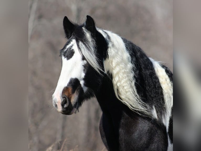 Koń pociągowy Wałach 8 lat 147 cm Tobiano wszelkich maści in Mount vernon KY