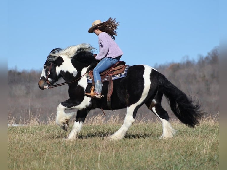 Koń pociągowy Wałach 8 lat 147 cm Tobiano wszelkich maści in Mount vernon KY