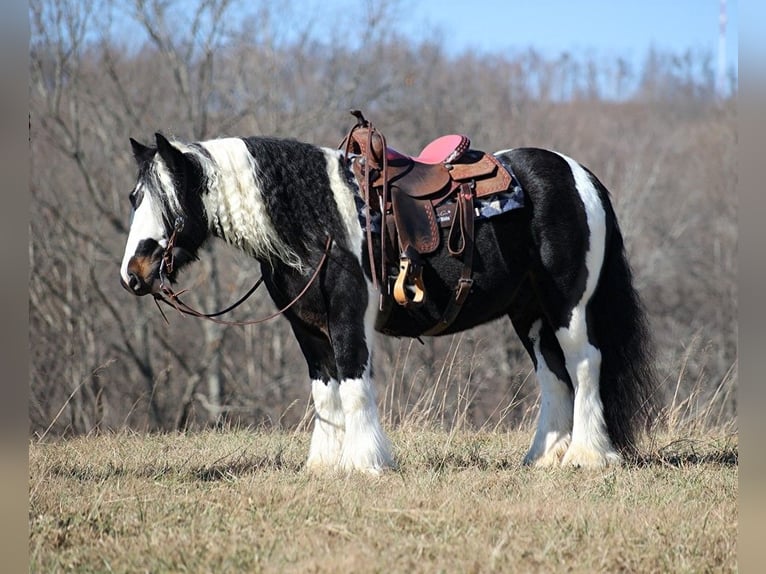 Koń pociągowy Wałach 8 lat 147 cm Tobiano wszelkich maści in Mount vernon KY
