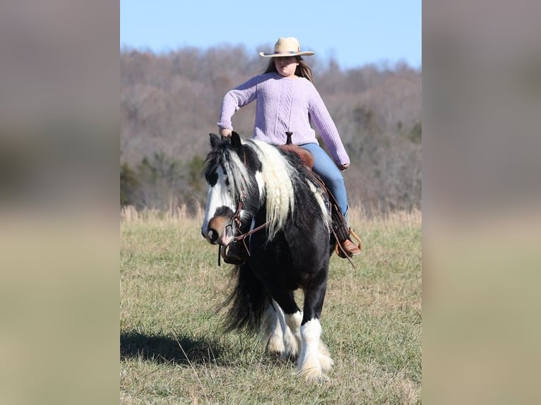 Koń pociągowy Wałach 8 lat 147 cm Tobiano wszelkich maści in Mount vernon KY