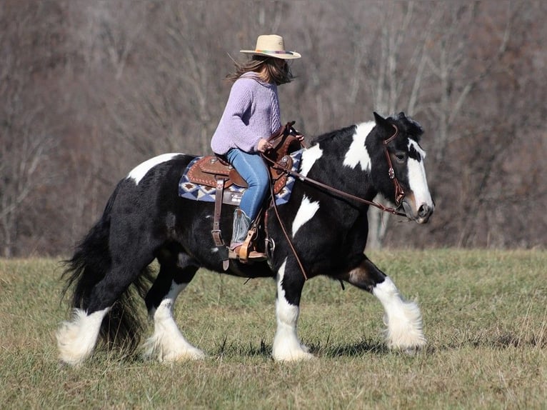 Koń pociągowy Wałach 8 lat 147 cm Tobiano wszelkich maści in Mount vernon KY