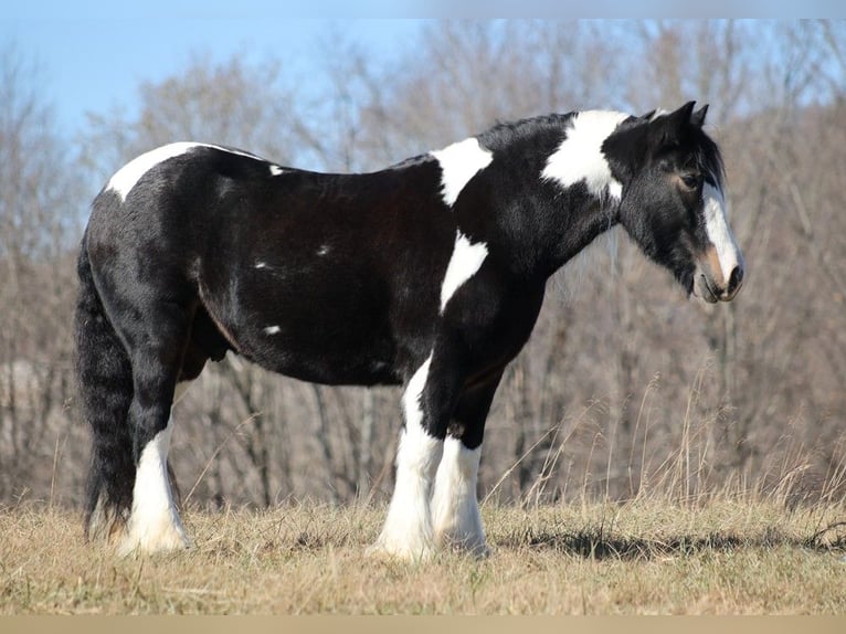 Koń pociągowy Wałach 8 lat 147 cm Tobiano wszelkich maści in Mount vernon KY