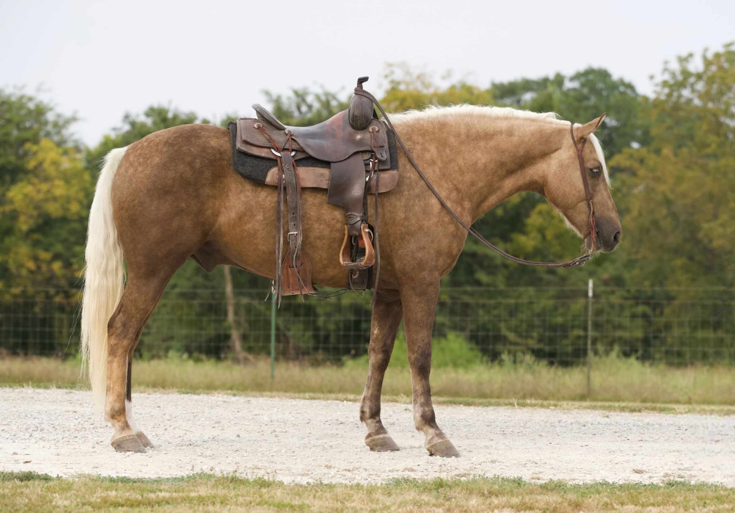 Koń pociągowy Wałach 8 lat 152 cm Izabelowata in Sweet Springs MO