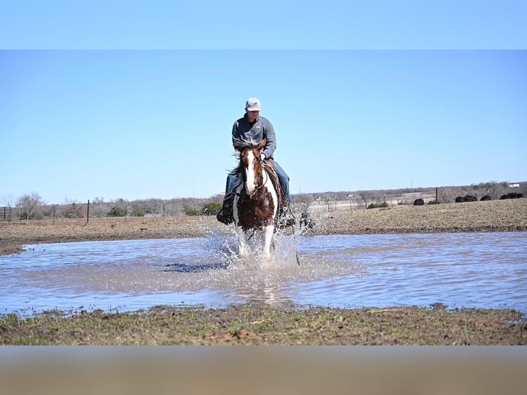 Koń pociągowy Wałach 8 lat 157 cm Tobiano wszelkich maści in Waco TX