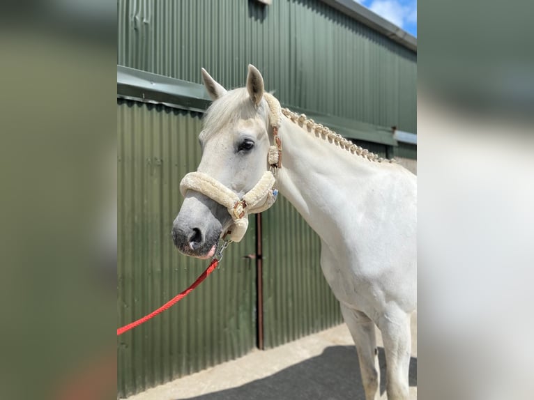 Koń pociągowy Wałach 8 lat 177 cm Siwa in Sligo