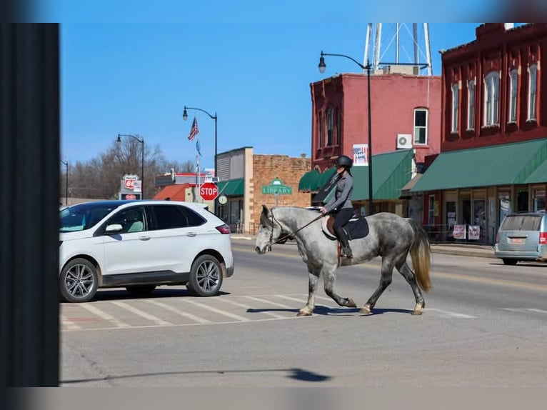 Koń pociągowy Wałach 9 lat 150 cm Siwa in Ripley