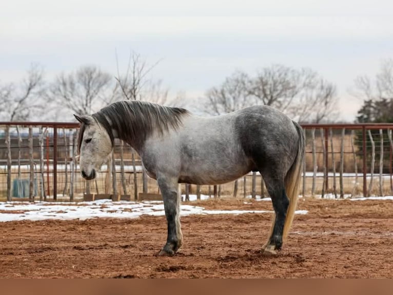 Koń pociągowy Wałach 9 lat 150 cm Siwa in Ripley