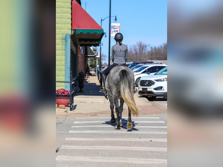 Koń pociągowy Wałach 9 lat 150 cm Siwa in Ripley