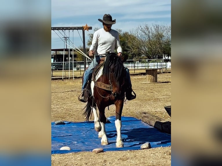 Koń pociągowy Mix Wałach 9 lat 152 cm Srokata in Marana