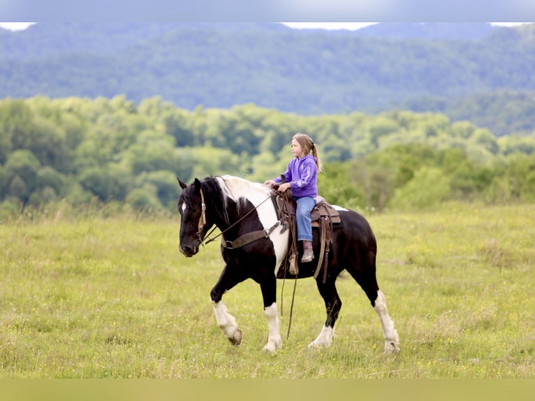 Koń pociągowy Mix Wałach 9 lat 163 cm Srokata in Crab Orchard