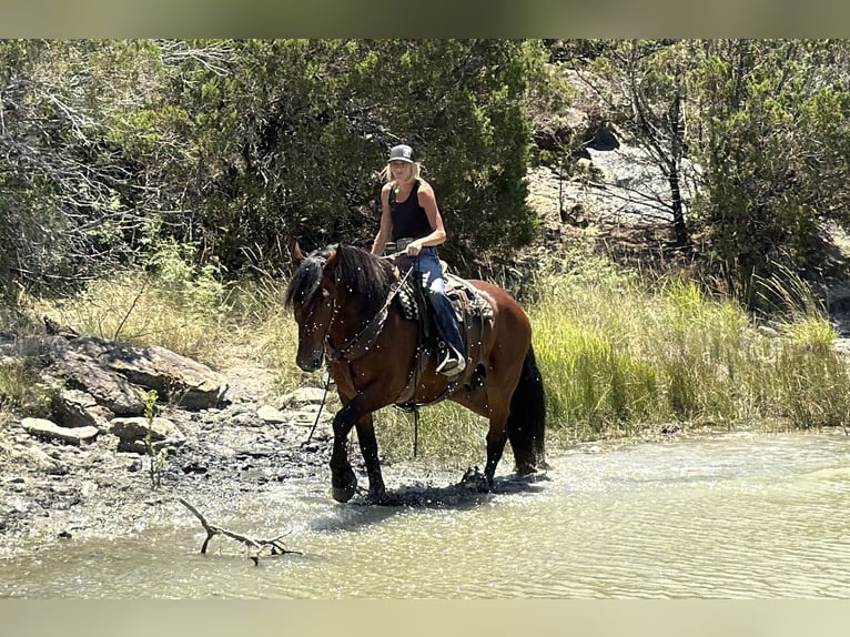 Koń pociągowy Mix Wałach 9 lat Gniada in Weatherford