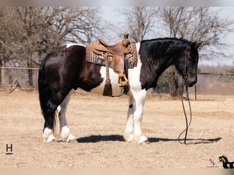 Koń pociągowy Wałach 12 lat 160 cm Tobiano wszelkich maści in Joshua TX