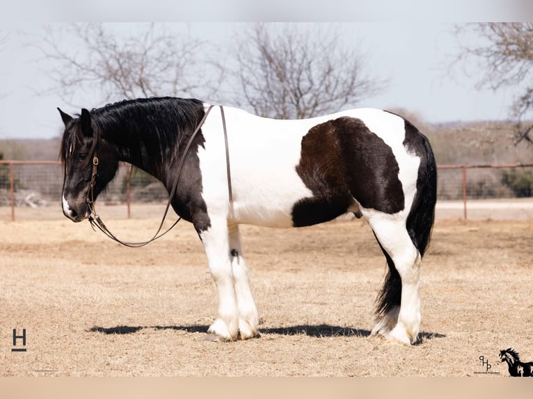 Koń pociągowy Wałach 13 lat 160 cm Tobiano wszelkich maści in Joshua TX