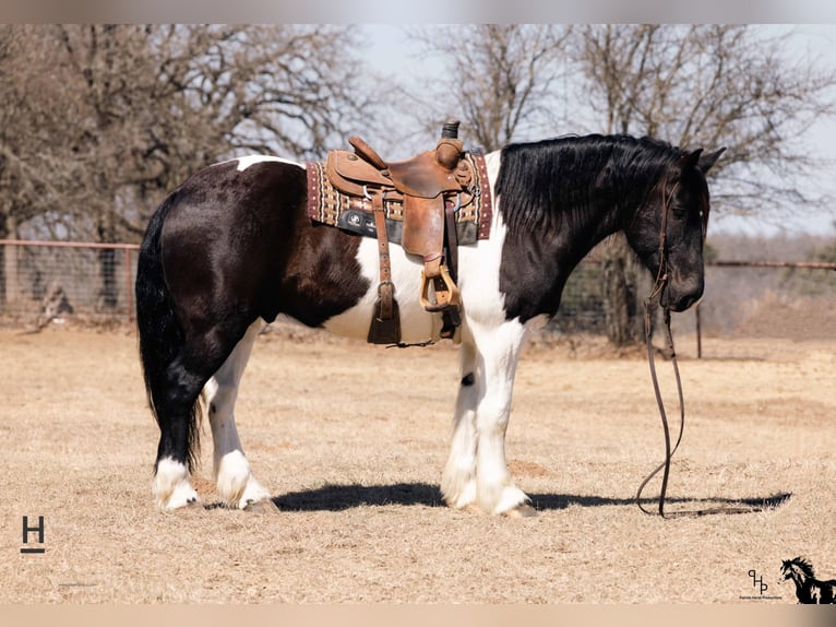 Koń pociągowy Wałach 13 lat 160 cm Tobiano wszelkich maści in Joshua TX