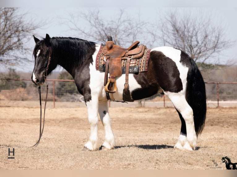 Koń pociągowy Wałach 13 lat 160 cm Tobiano wszelkich maści in Joshua TX