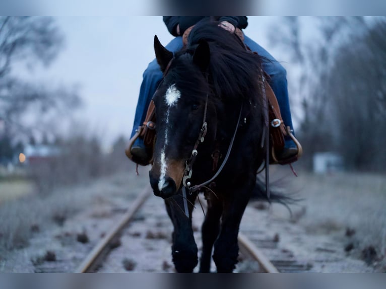 Koń pociągowy Mix Wałach 13 lat 163 cm Gniada in Kaufman, TX