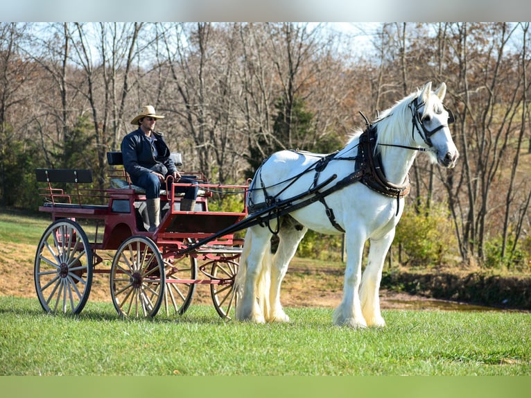 Koń pociągowy Wałach 13 lat 183 cm Biała in Ewing KY