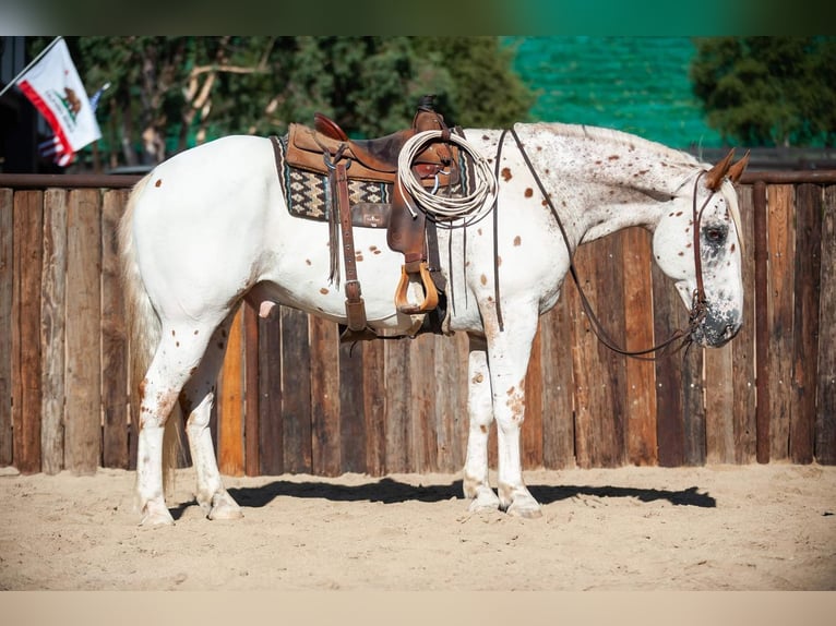 Koń pociągowy Mix Wałach 14 lat 163 cm in Murrieta, CA