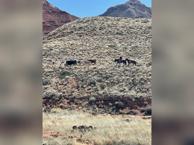 Koń pociągowy Mix Wałach 15 lat 163 cm Gniadodereszowata in Marana, AZ