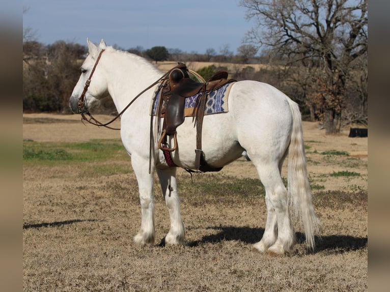 Koń pociągowy Wałach 17 lat 150 cm Siwa in Stephenville TX