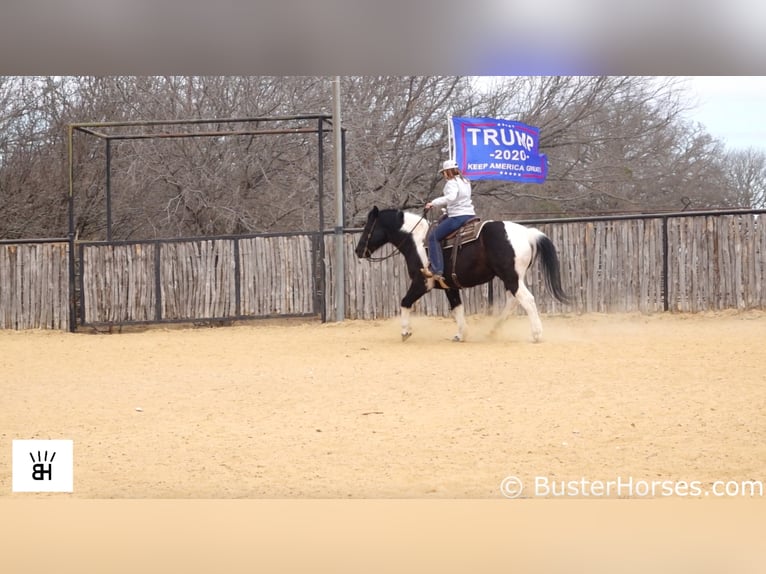 Koń pociągowy Wałach 17 lat Tobiano wszelkich maści in Weatherford TX