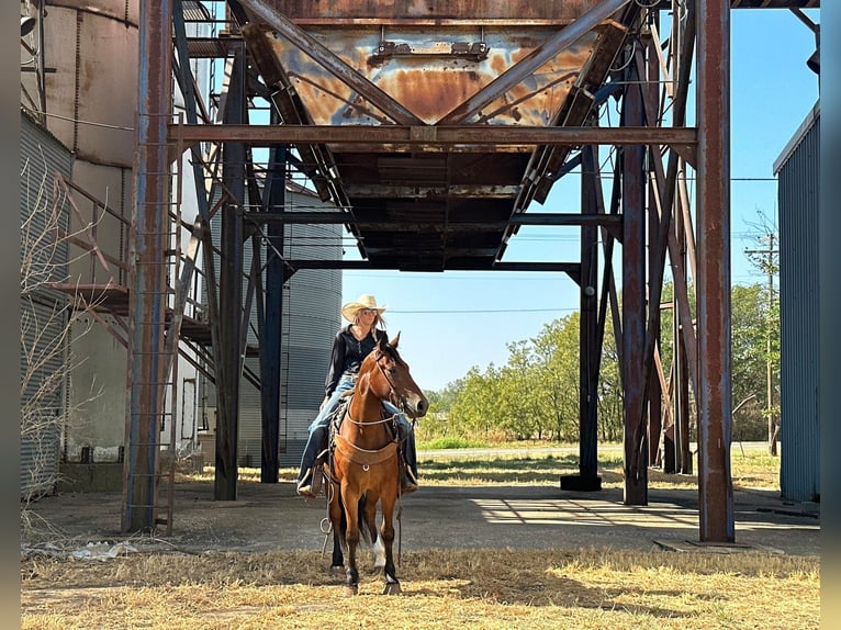 Koń pociągowy Wałach 3 lat 150 cm Gniada in Byers TX