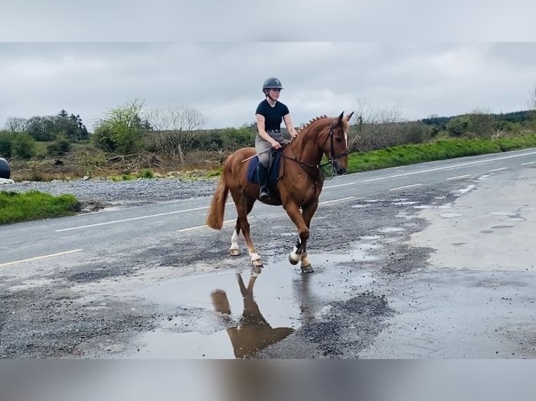 Koń pociągowy Wałach 4 lat 164 cm Ciemnokasztanowata in Sligo