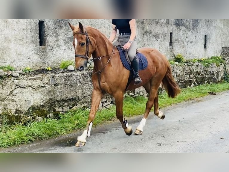 Koń pociągowy Wałach 4 lat 164 cm Ciemnokasztanowata in Sligo