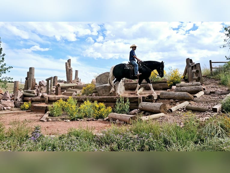 Koń pociągowy Mix Wałach 4 lat 168 cm in Westcliffe, CO