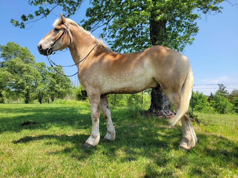 Koń pociągowy Mix Wałach 4 lat 173 cm Izabelowata in Ava Missouri