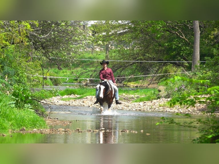 Koń pociągowy Mix Wałach 5 lat 155 cm Srokata in Millersburg