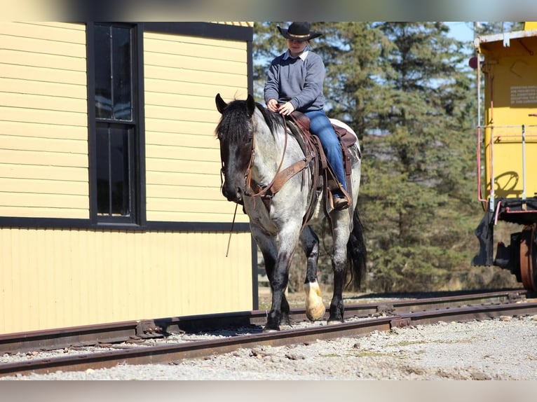 Koń pociągowy Mix Wałach 5 lat 163 cm Karodereszowata in Cook Forest, PA