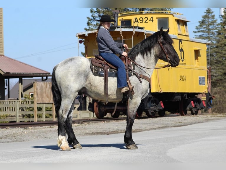 Koń pociągowy Mix Wałach 5 lat 163 cm Karodereszowata in Cook Forest, PA